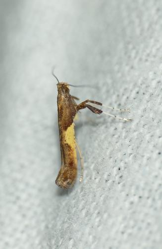 Caloptilia sp.